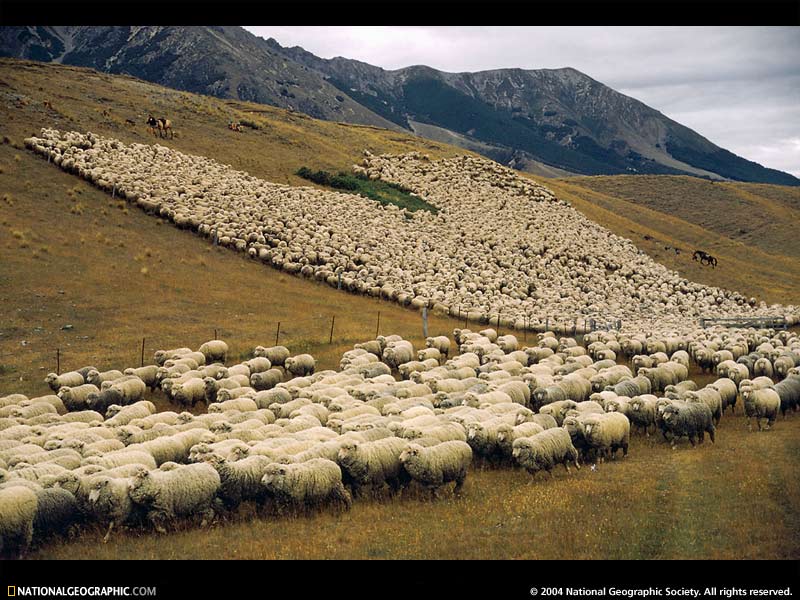 http://www.realclimate.org/images/Sheep.jpg